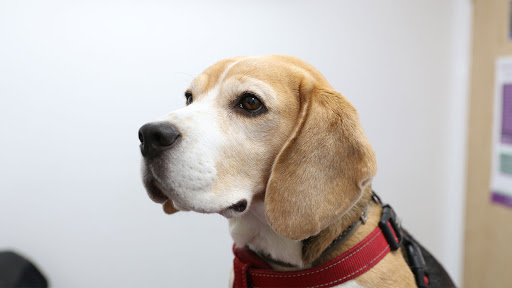 Rhodes Veterinary Surgery - Thumbnail