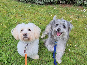 Photo n°4 de Blablanimo à Le Conquet (Promeneur de chien)