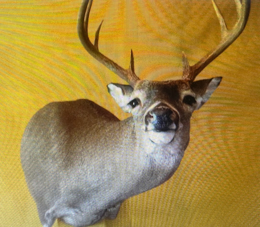 Mountain River Taxidermy - Thumbnail