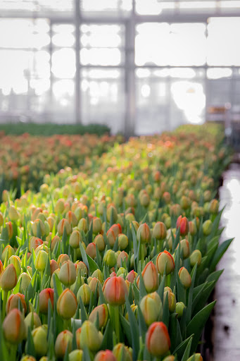 Poplar Farm Flowers Ltd