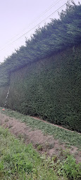 Photo n°6 de Godiche multiservices à Bieujac (Service d'élagage)