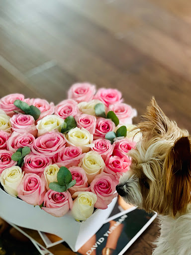 Proper Petals - Visual