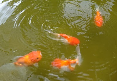 Photos of Luminous fin farm