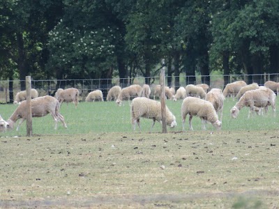 Photos of Ginkelse Heide
