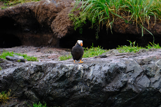 Seabird Ventures - Thumbnail
