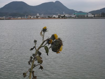 Photos of Kuniichi Pond