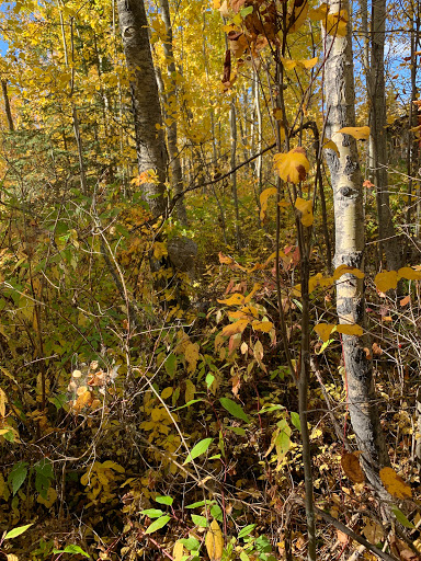 Whitegull Trails Gallery - Canada