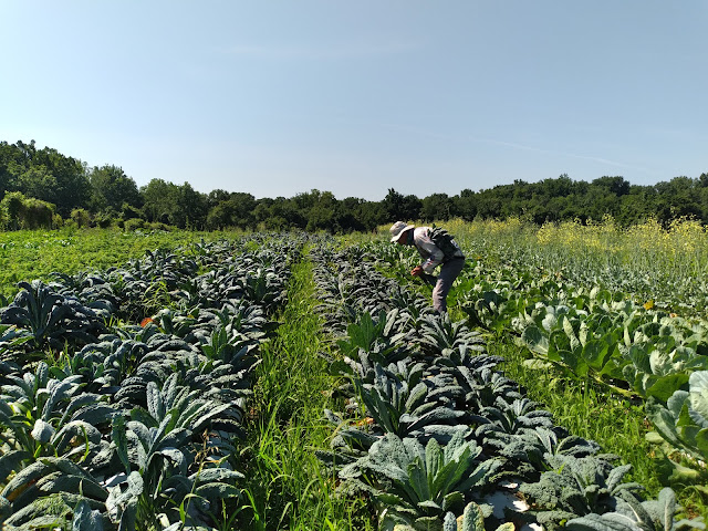 Willowsford Farm by null