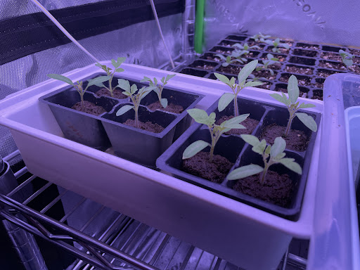 Blue Ridge Hydroponics and Garden Supply