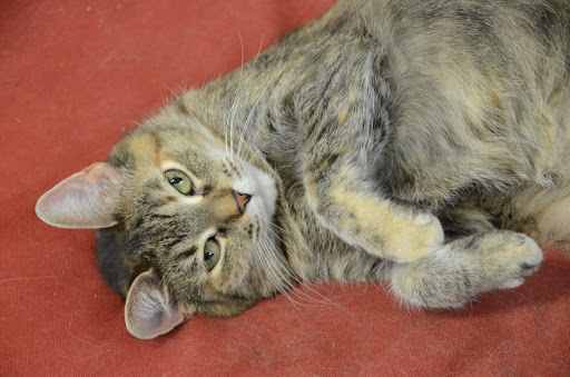 Cedar Creek Pet Resort - Thumbnail