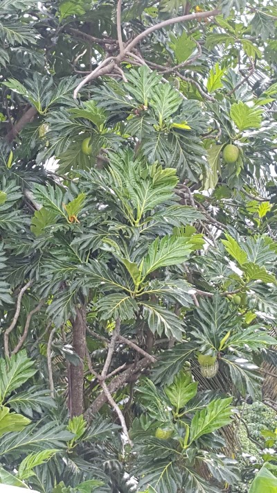 Photos of Church of St. Francis Xavier, Augier