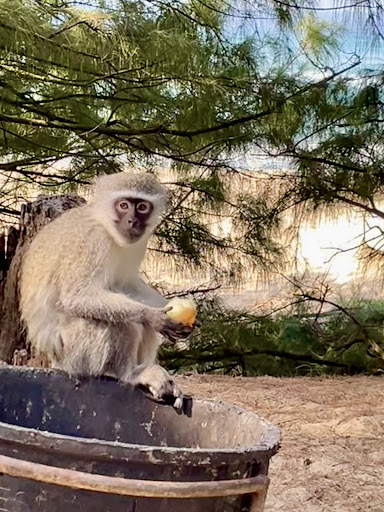 Safari's Op Maat - Thumbnail