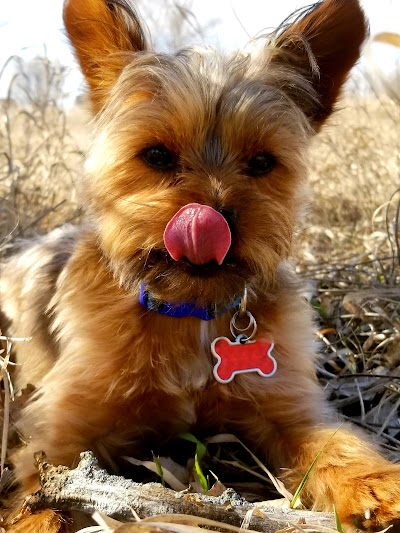 Red River Animal Emergency Hospital and Referral Center