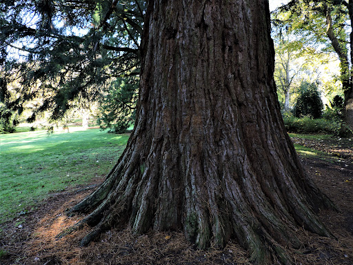 Mammoetbomen (Park Hartenstein) - Thumbnail