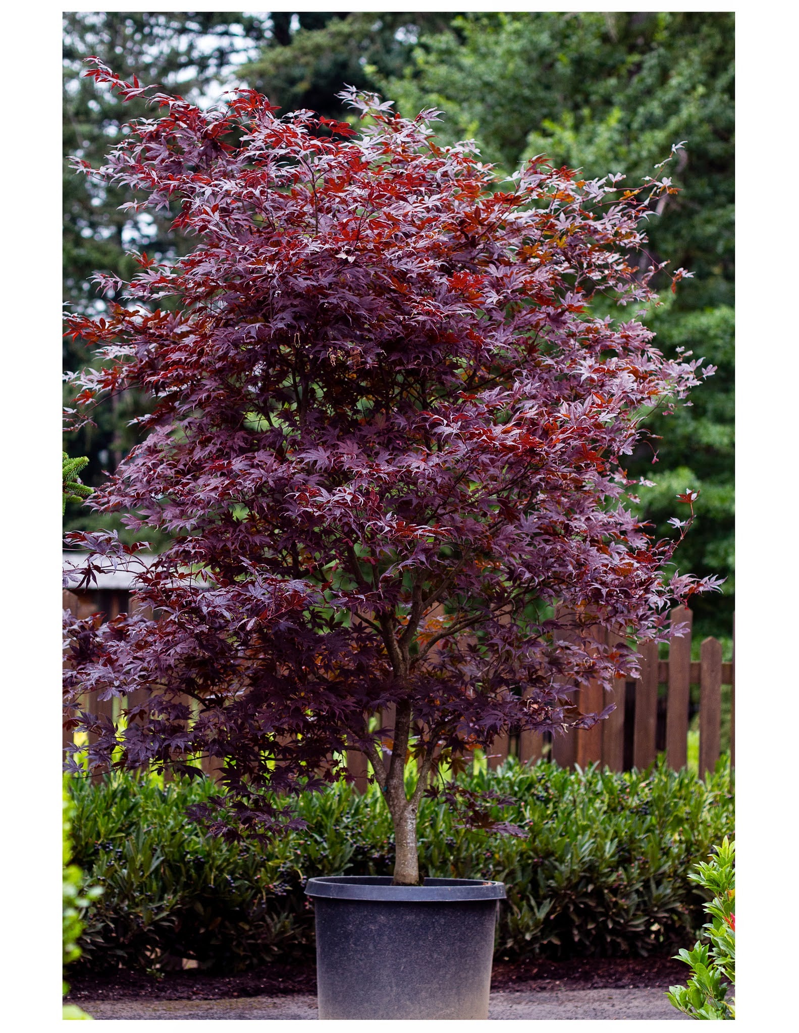 Blue Mountain Nursery, LLC
