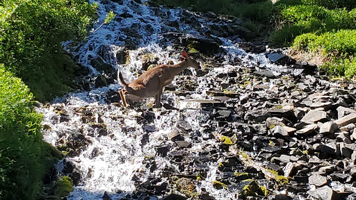 Vidae Falls - Thumbnail