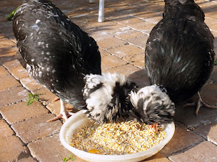Photo n°10 de Chambres d'hôtes : La fleur de lys ; Langeais à Langeais (Chambre d'hôtes)