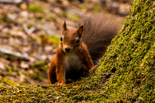 The Villa Wildlife Centre