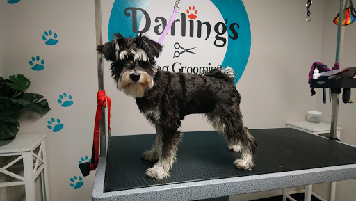 Well Beings Holistic Petcare - Thumbnail