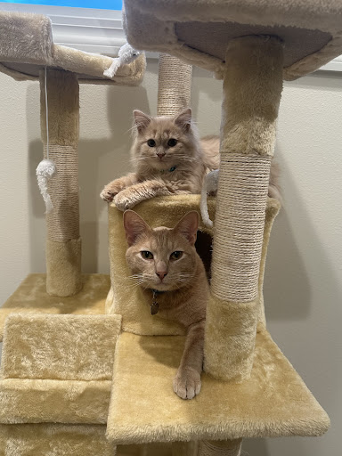 North Shore Pet Connection - Thumbnail