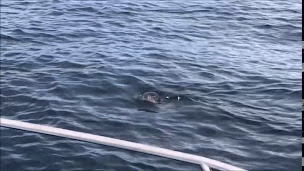 Photo n°8 de Pêche en mer à Erquy – Pêche Evasion à Erquy (Site de pêche)