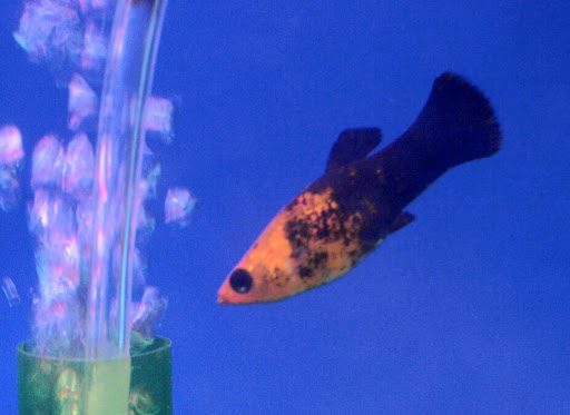 Easy Tropical Fish Ltd - Thumbnail