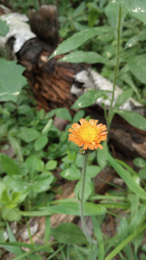 Whitney Brook Trail - Thumbnail