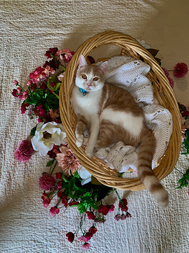 Trinity Animal Veterinary Hospital - Thumbnail