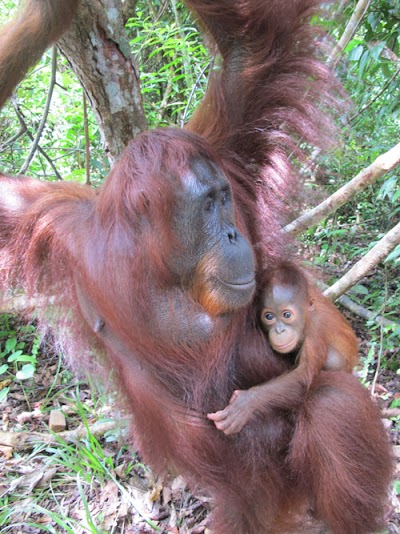 Photos of Indonesia Adventure Tours & Travel