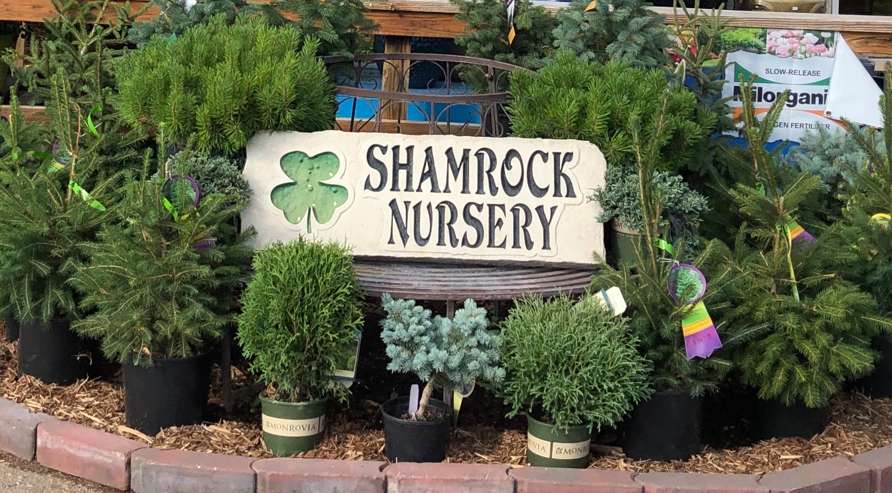 Shamrock Nursery - O'Neill
