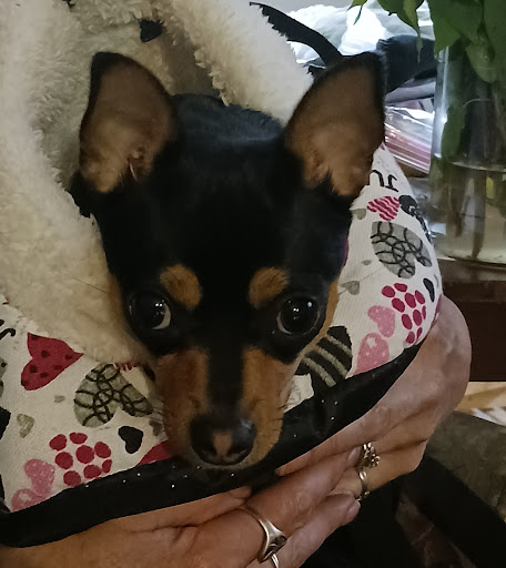 Portland Avenue Grooming LLC - Thumbnail