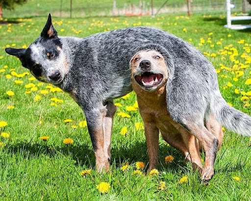 NOBLE CANINE, LLC Gallery - United States