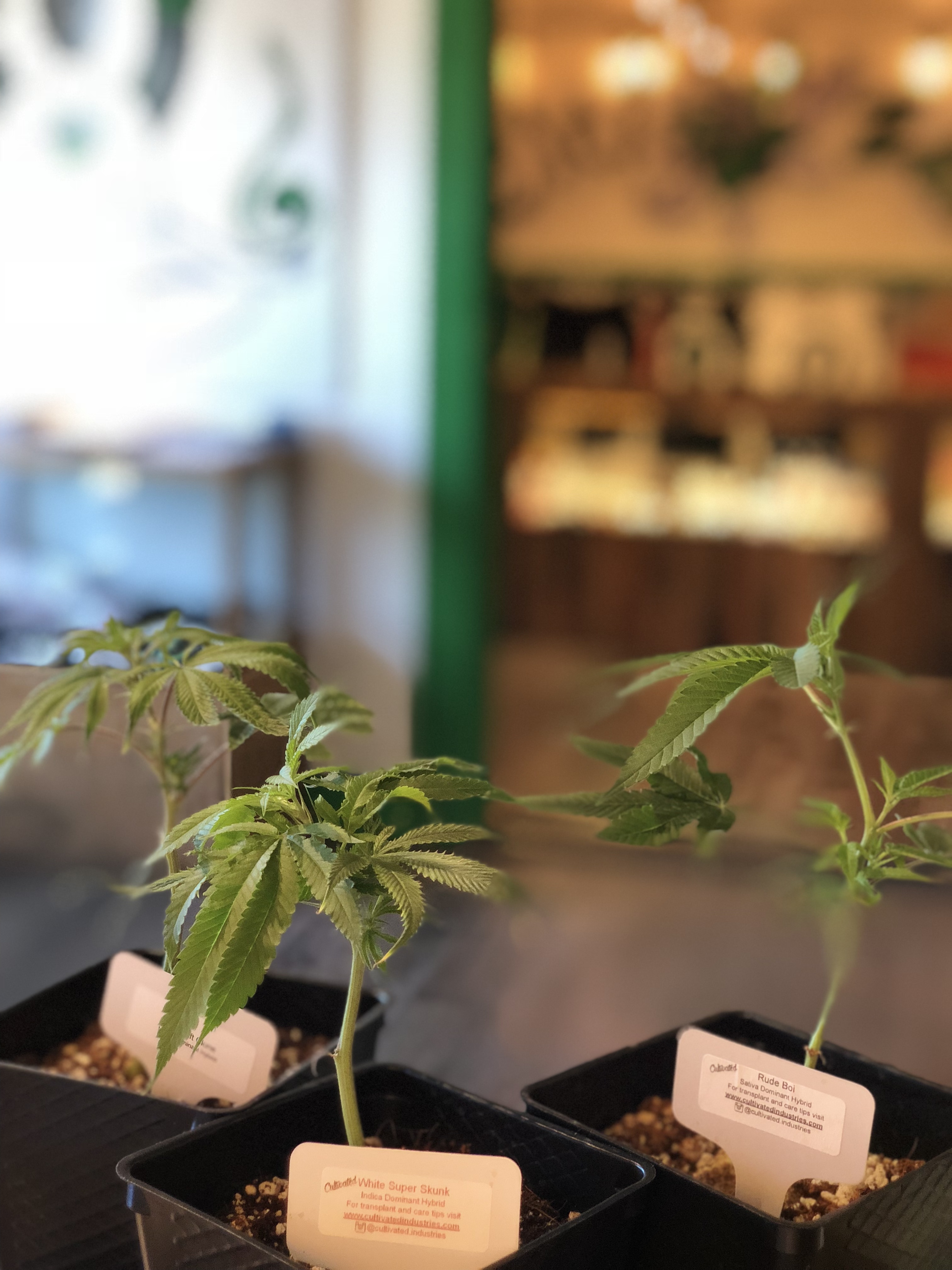 Citi Zen Dispensary