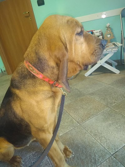 Ambulatorio veterinario Dott.Comba Fabrizio