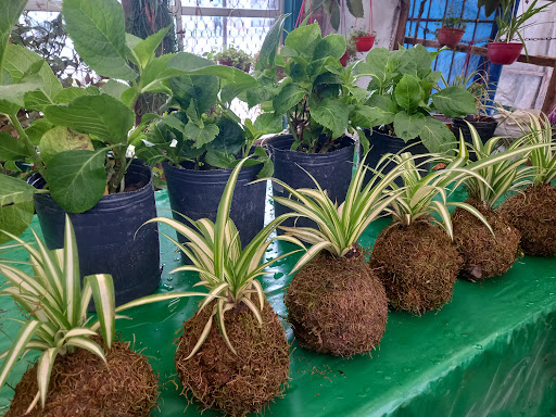 Vivero Maná - Foto 1