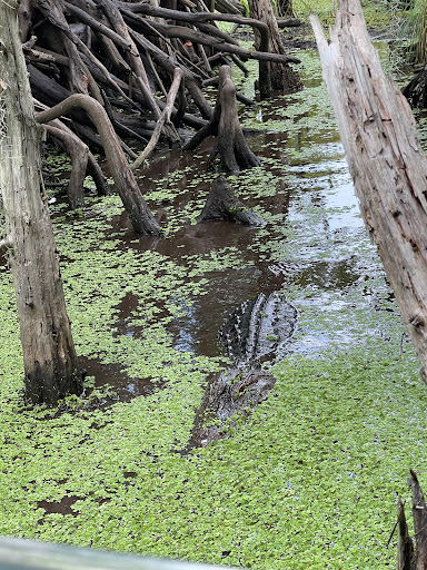Cajun Encounters - Thumbnail