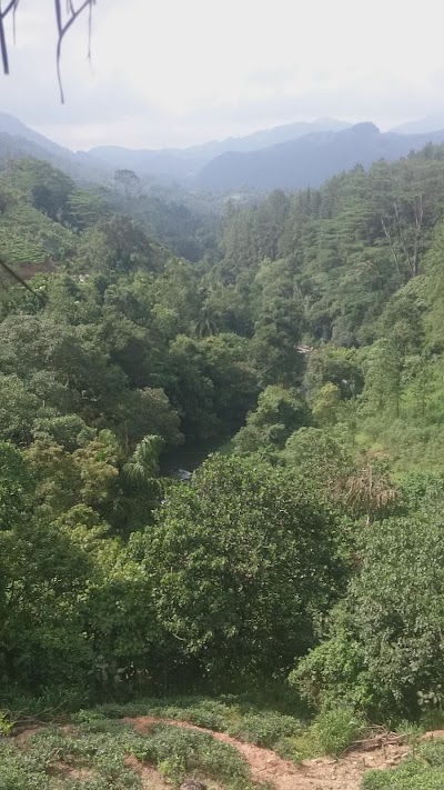 Photos of Mount Airy Tea Garden