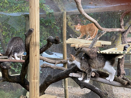 Photo de Lévriers &amp; Compagnie à Charron (17230)
