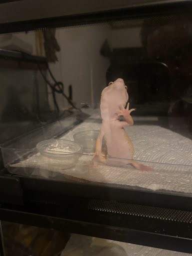 Firestartergeckos - Visual