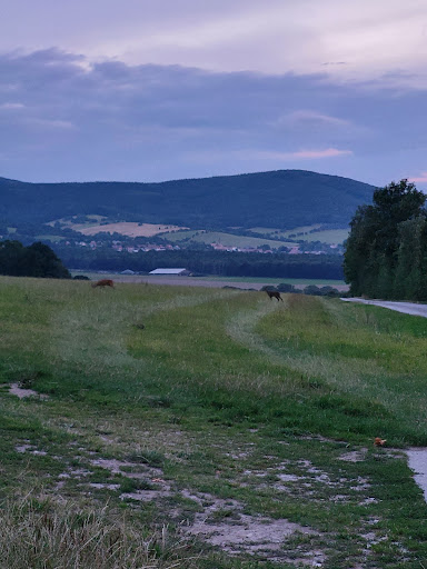 Steinberg - Visual