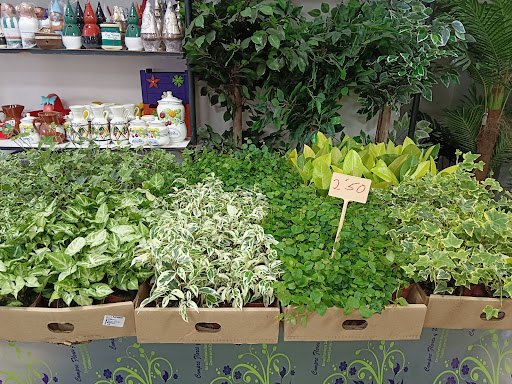 Amazonas Floristeria y Tienda de Animales - Thumbnail