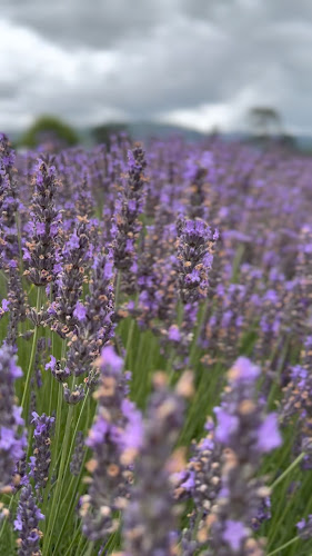 Lavender Abbey Phone number