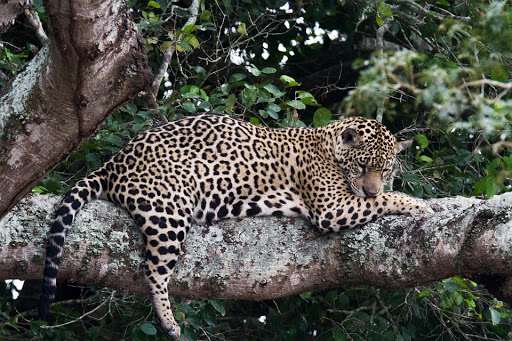 Pantanal Adventure Italia - Thumbnail