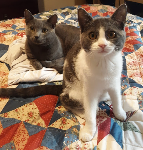 Greenville Humane Society - Thumbnail