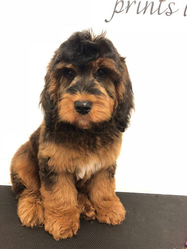 Spoilt Rotten Dog & Cat Groomer & Accessories