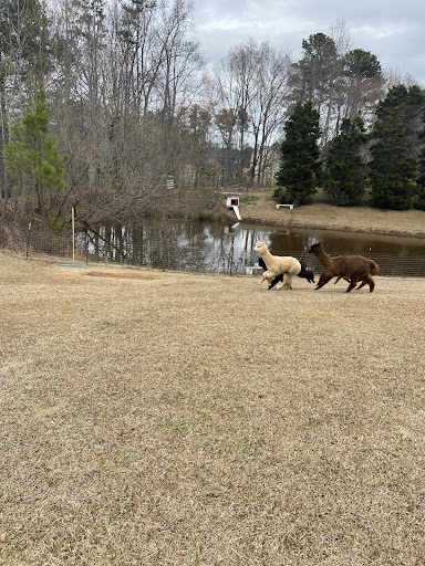 Buddy's Alpaca Farm Gallery - United States
