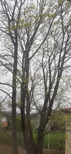 Wäldchen Bischleben Turmhang - Visual
