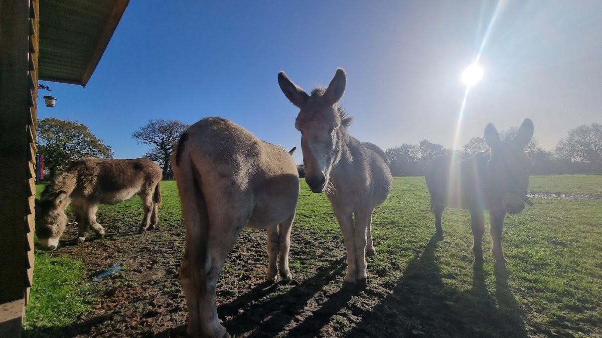 Knowle Donkey Sanctuary