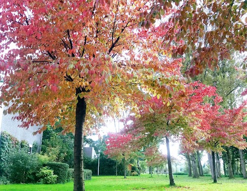 Mayor in 't Veld Park, Author: Natalja Deksne