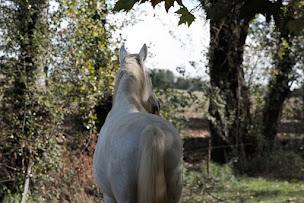 Photo n°14 de Écuries de Lamp à Rabastens (Pension pour chevaux)